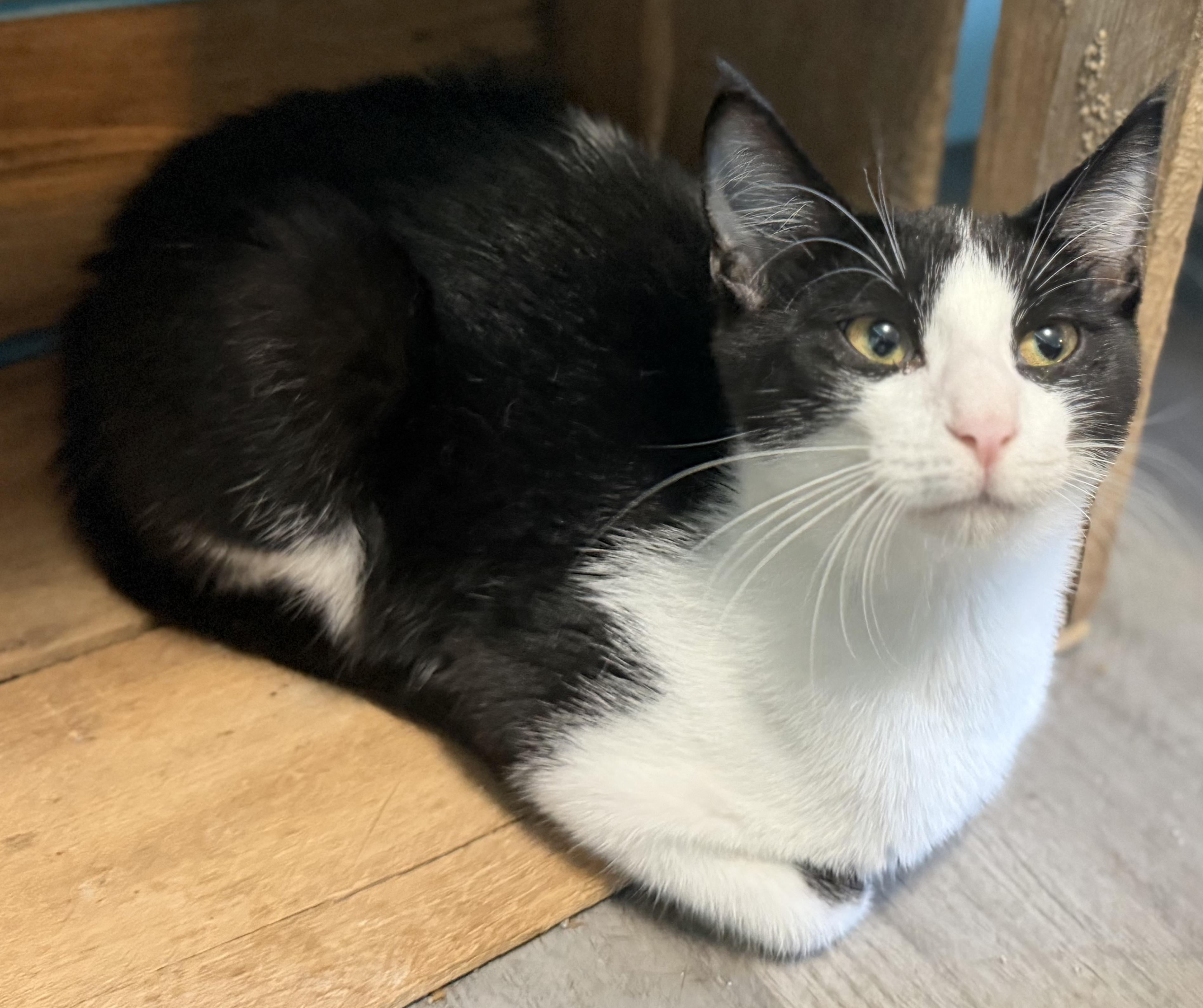 Muskie, ADOPTABLE, Young Male Tuxedo.