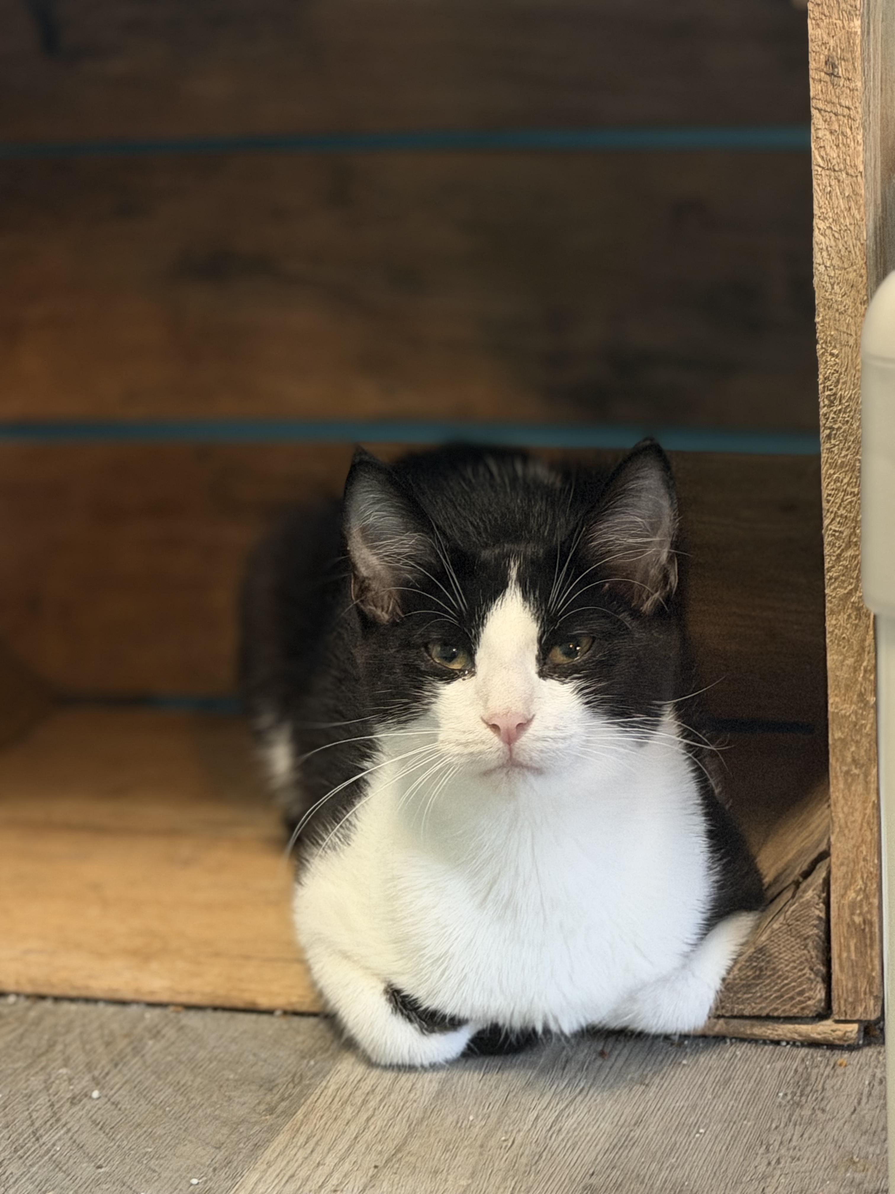 Enlarge Muskie, a ADOPTABLE Tuxedo in Mears, MI image 2/4