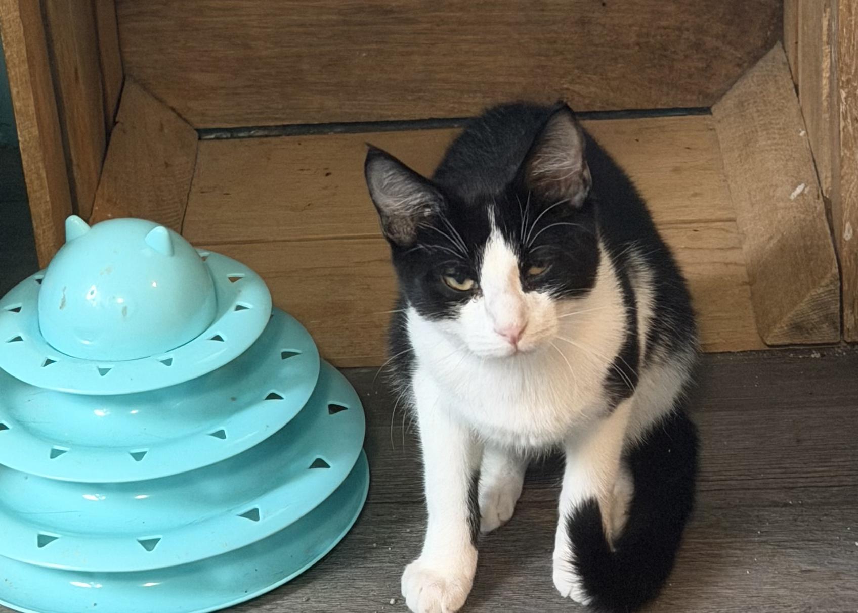 Enlarge Muskie, a ADOPTABLE Tuxedo in Mears, MI image 4/4