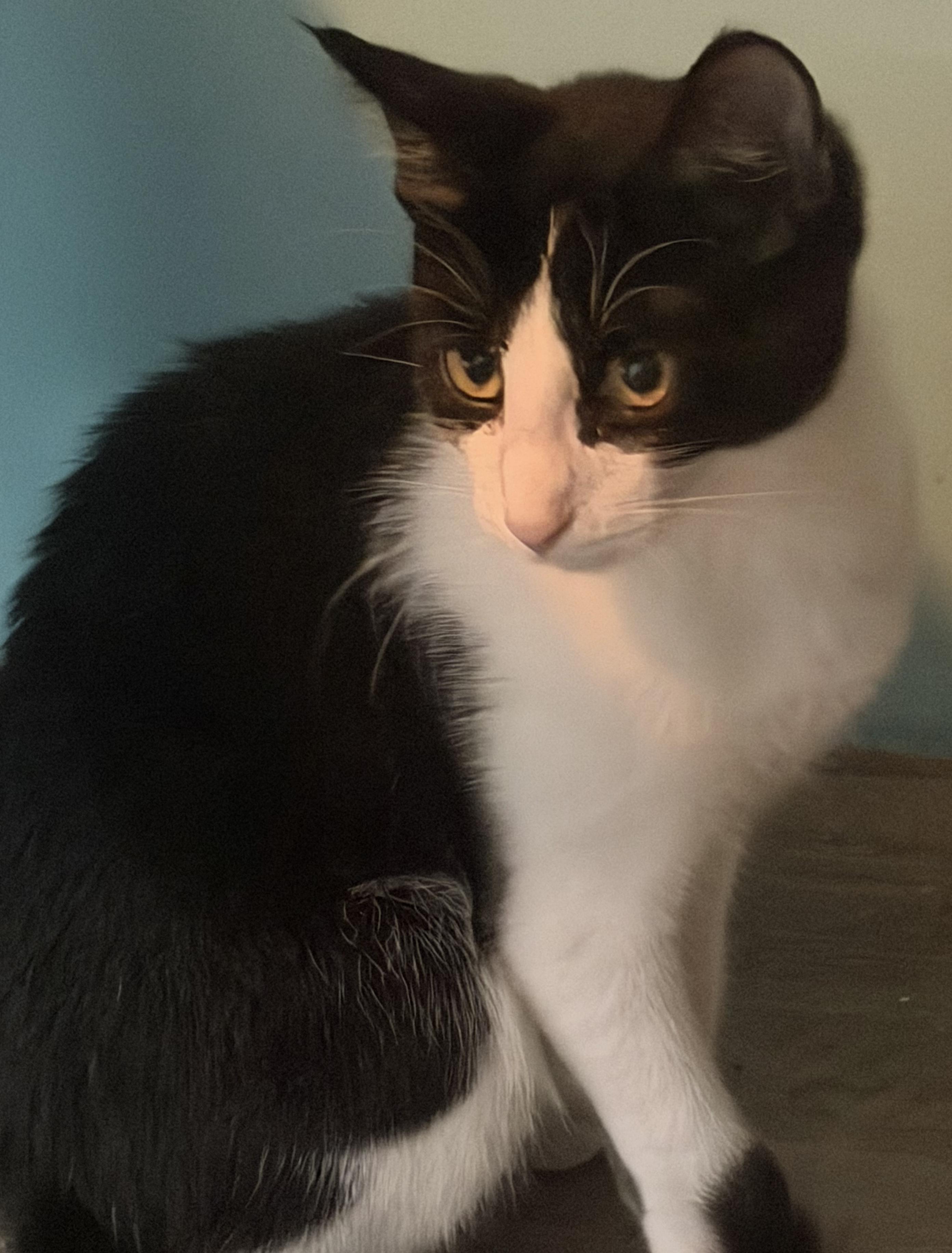 Enlarge Muskie, a ADOPTABLE Tuxedo in Mears, MI image 3/4