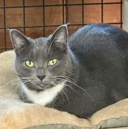 Pewter, Adoptable, Adult Female Domestic Short Hair & Domestic Short Hair.