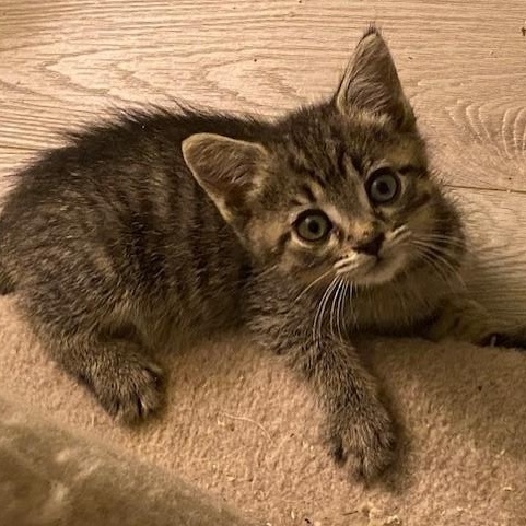 CLEO, Adoptable, Kitten Female Tabby.