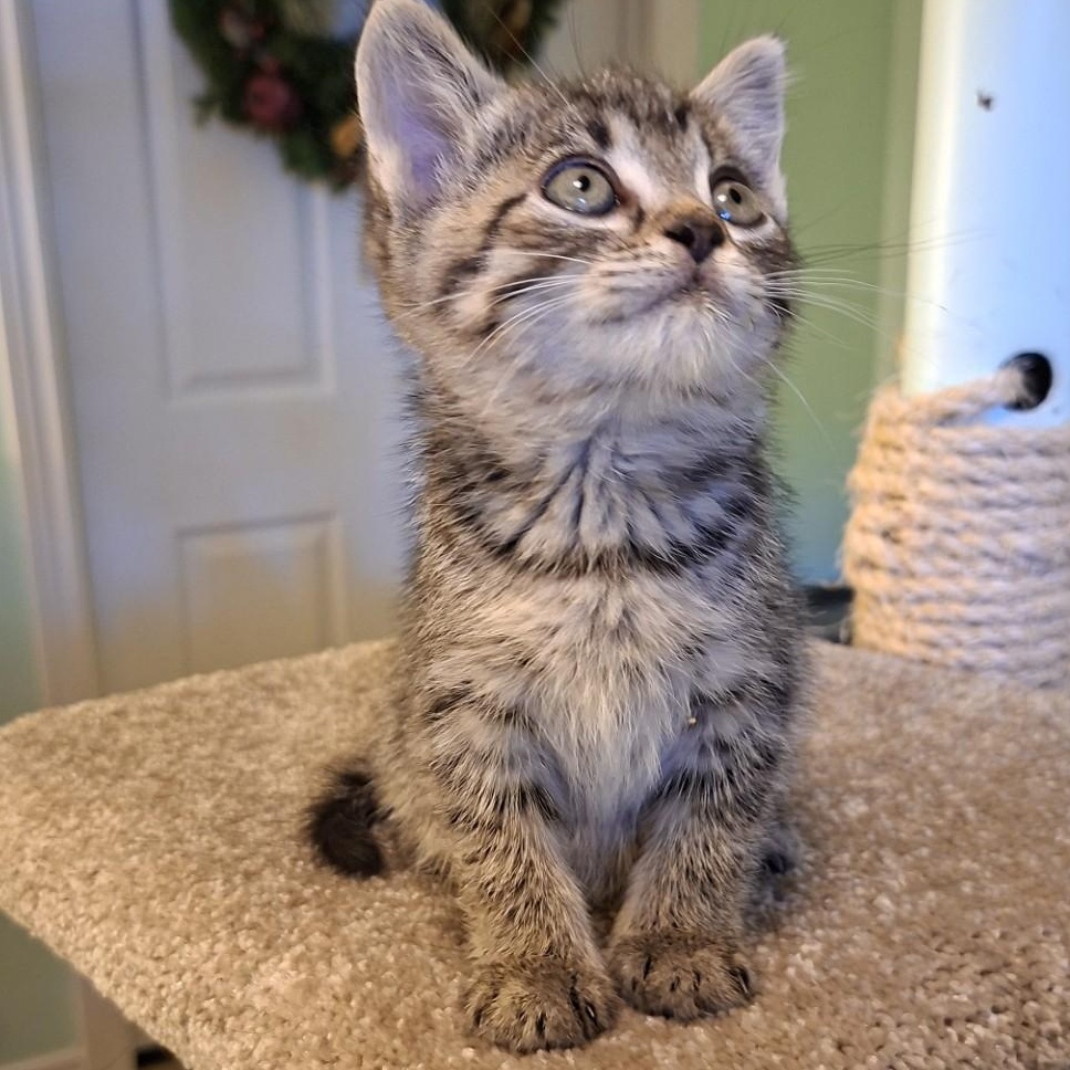 CLEO, a Adoptable mixed breed in Niagara on the Lake, ON image 2/3