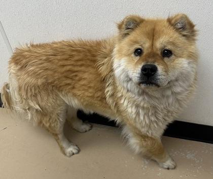 Enlarge Dixie, a Adoptable Chow Chow in Phoenix, AZ image 1/3