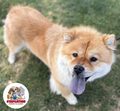 Enlarge Dixie, a Adoptable Chow Chow in Phoenix, AZ image 2/3