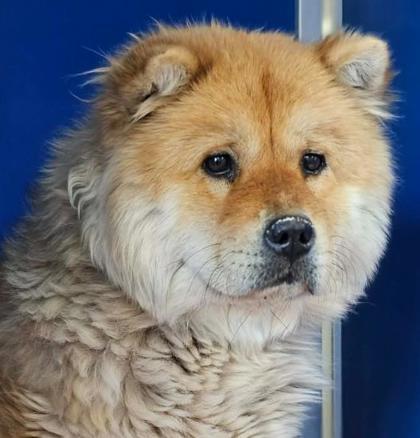 Enlarge Dixie, a Adoptable Chow Chow in Phoenix, AZ image 3/3