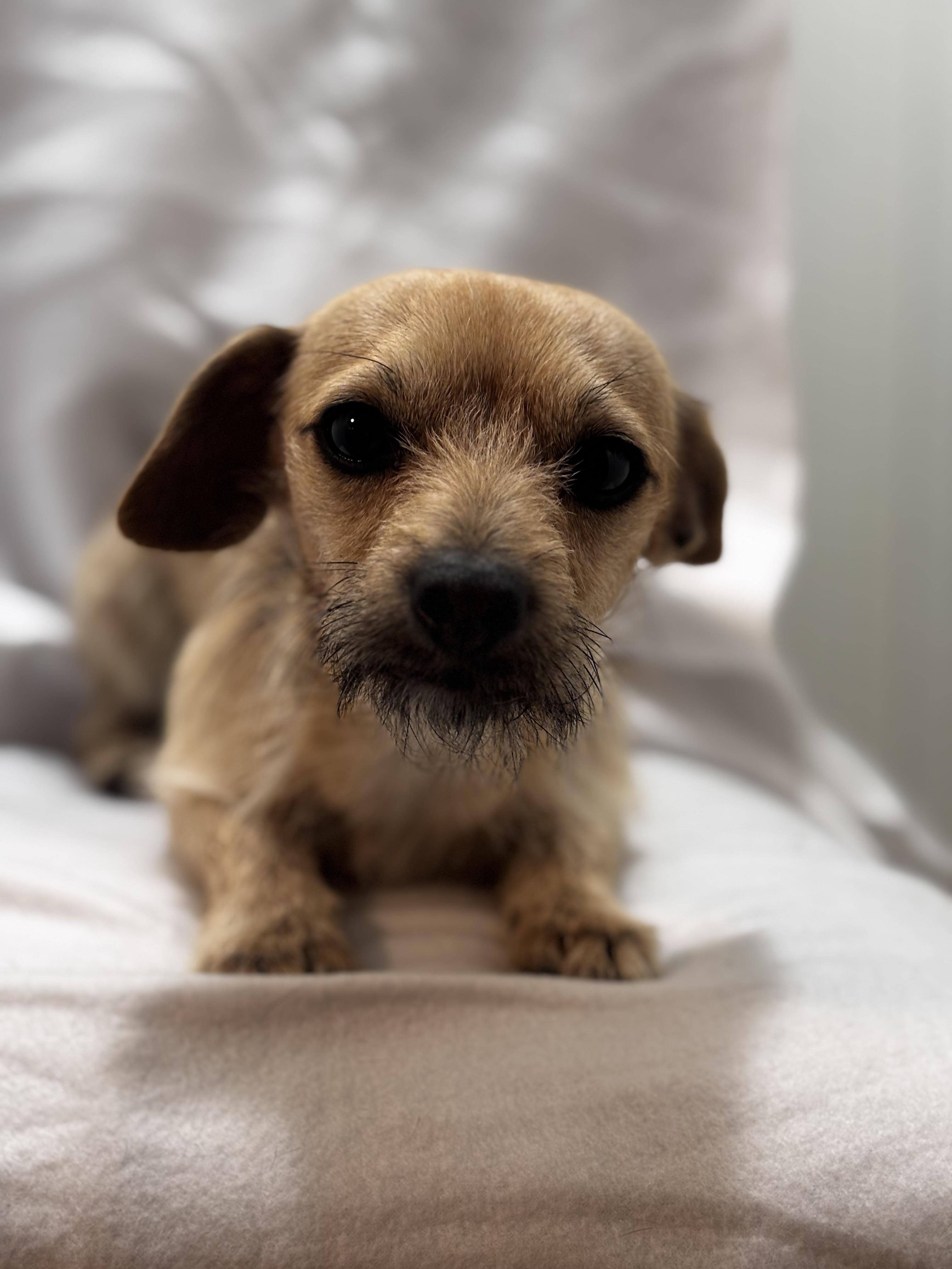 Gurney , adopted, Young Male Terrier.