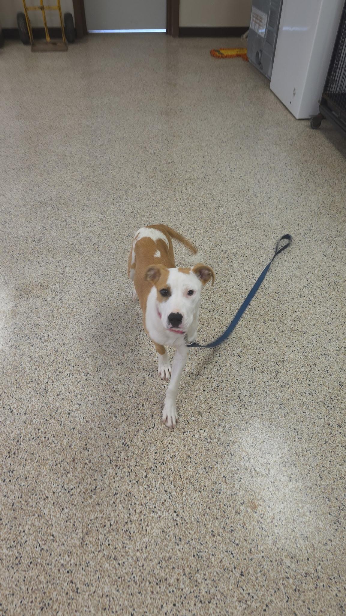 Pepper, a ADOPTABLE Mixed Breed in Rock Hill, NY image 2/3