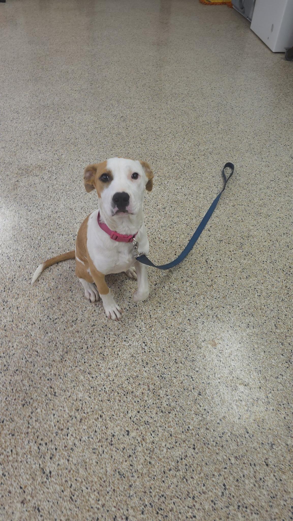 Pepper, a ADOPTABLE Mixed Breed in Rock Hill, NY image 3/3