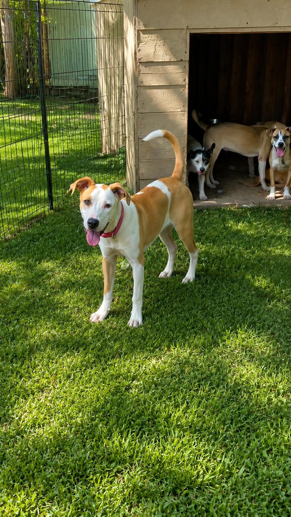 Pepper, ADOPTABLE, Young Female Mixed Breed.