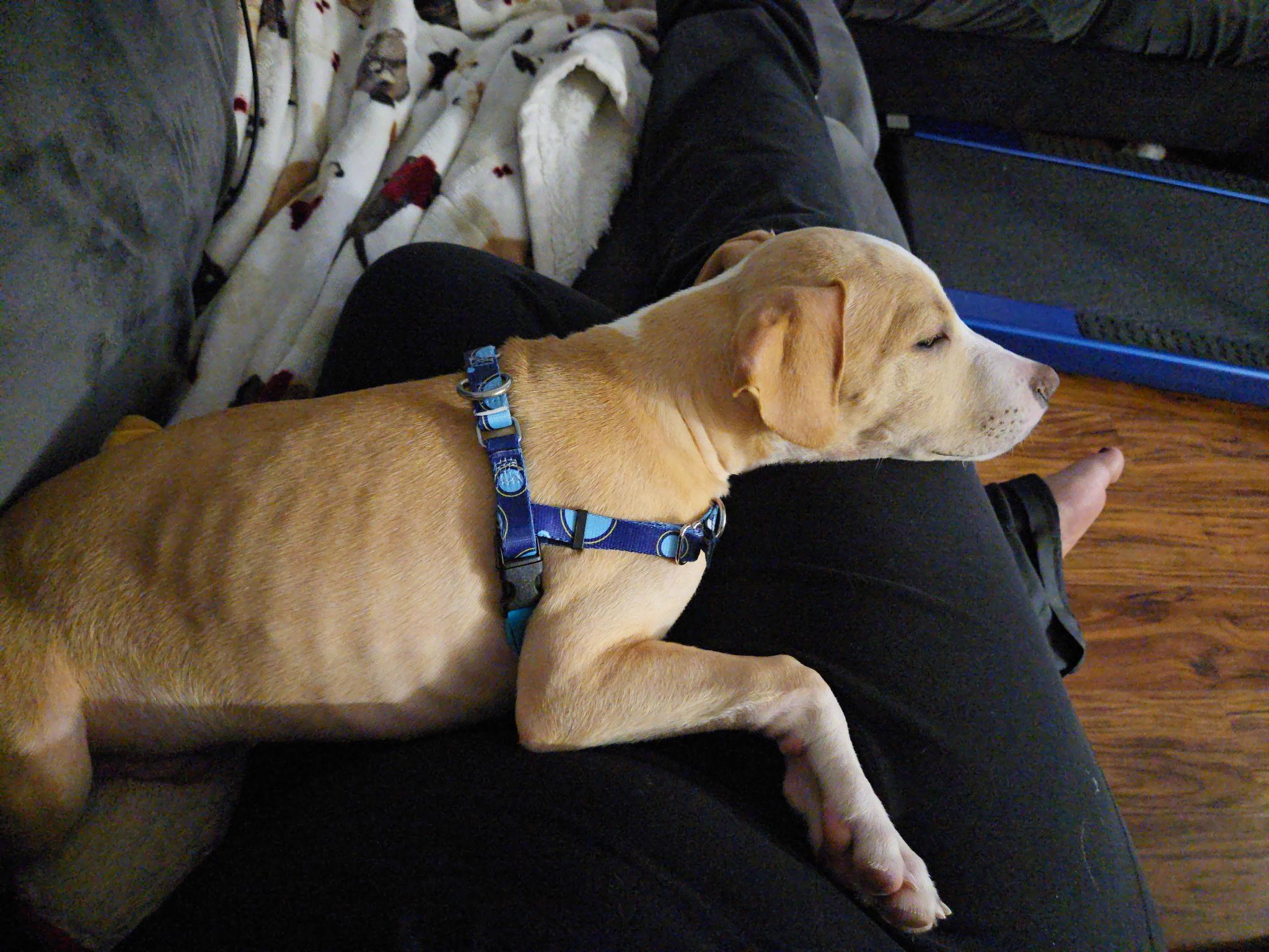 Krypto, Adoptable, Puppy Male Pit Bull Terrier & Labrador Retriever.