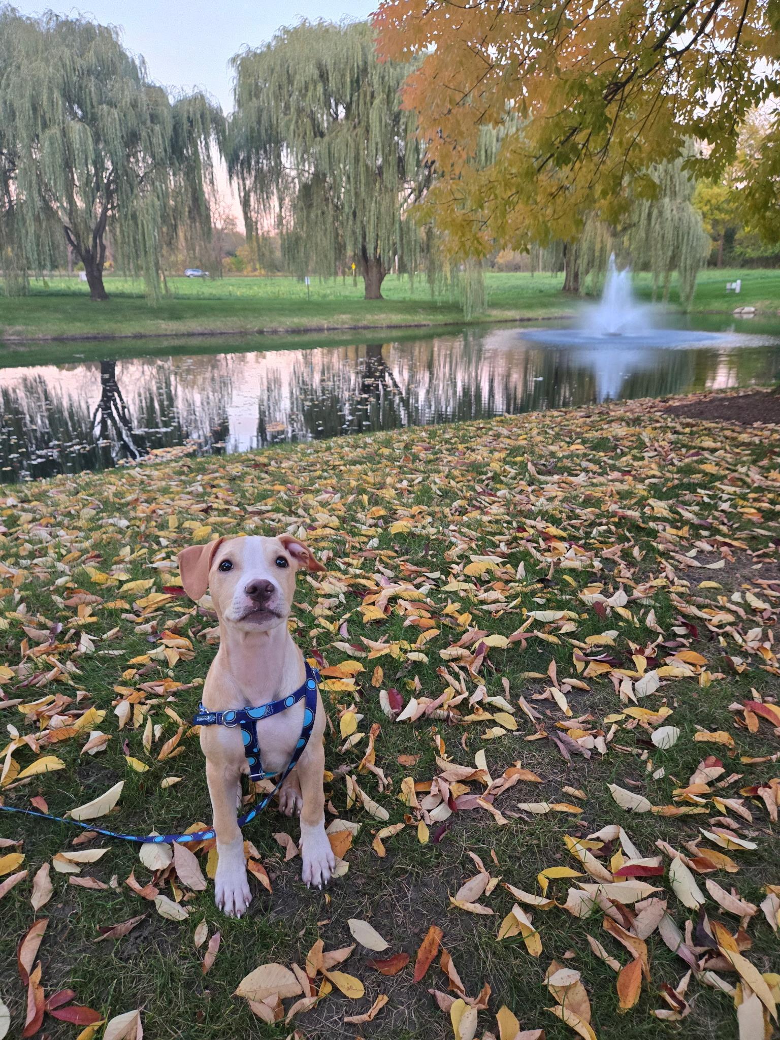 Enlarge Krypto, a Adoptable mixed breed in Wheaton, IL image 2/5