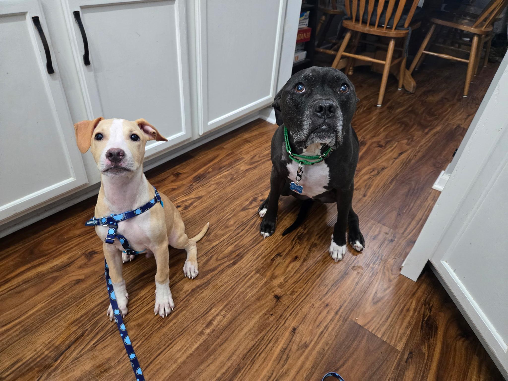 Enlarge Krypto, a Adoptable mixed breed in Wheaton, IL image 3/5