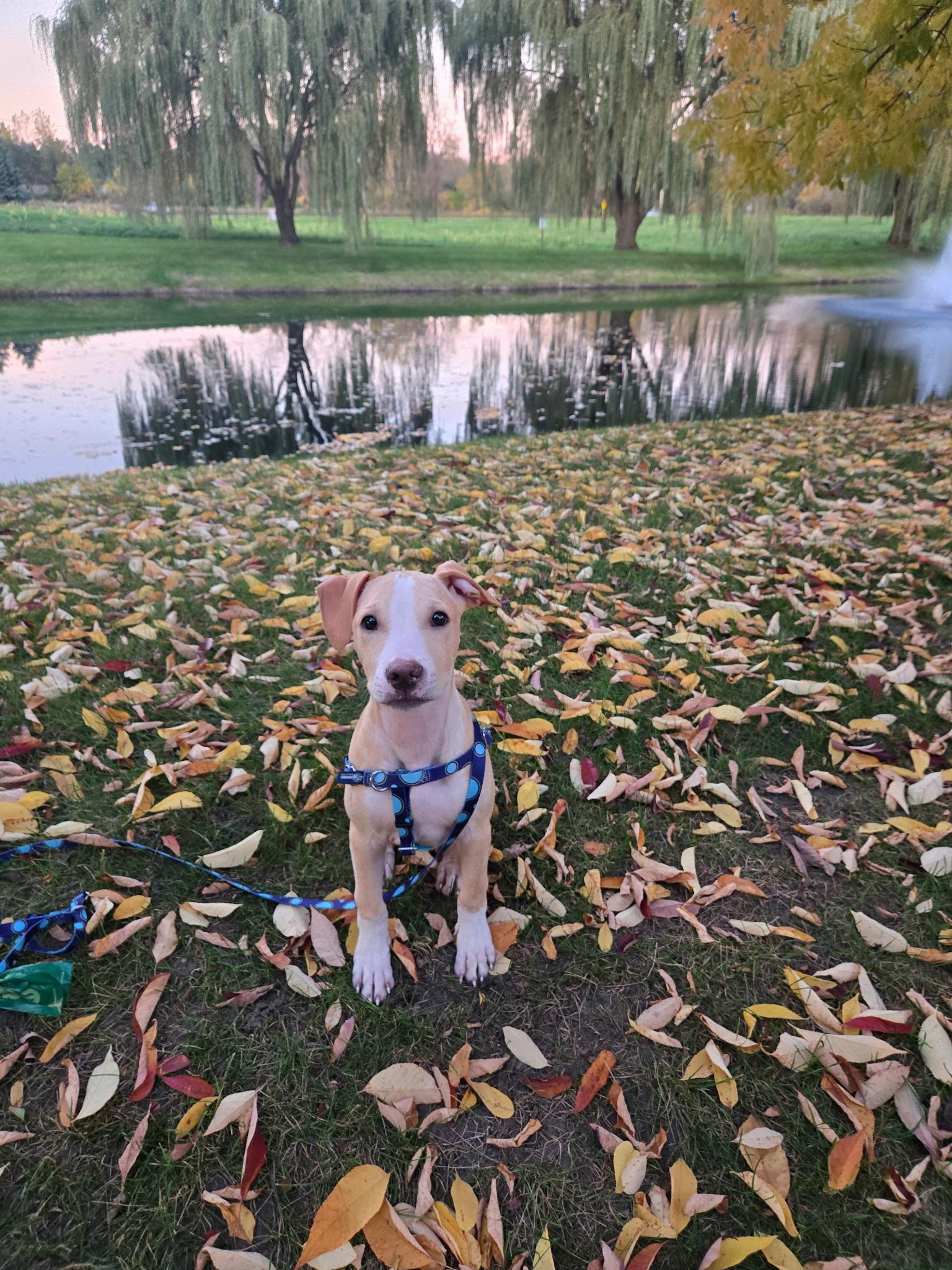 Enlarge Krypto, a Adoptable mixed breed in Wheaton, IL image 4/5