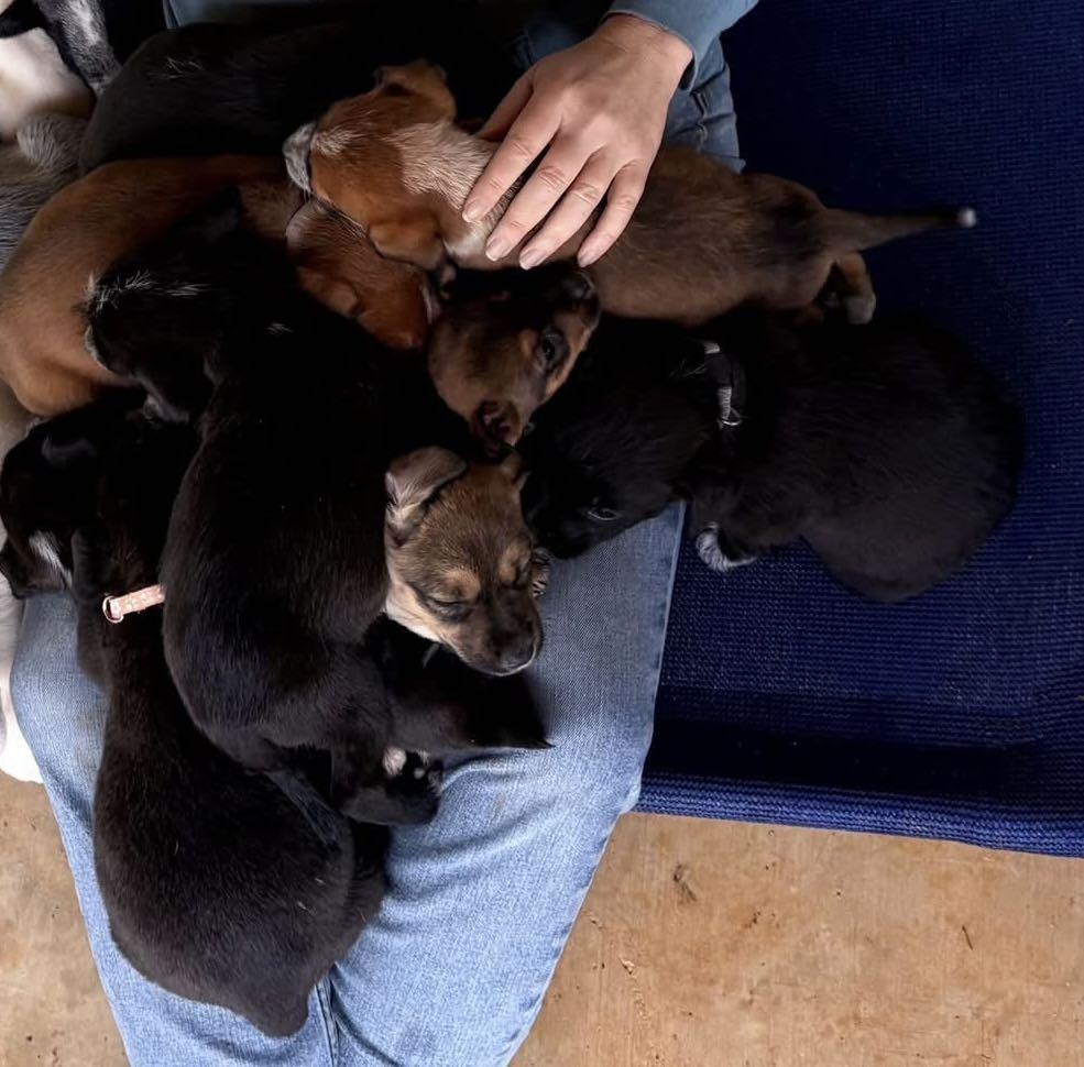 Enlarge Ellie, a Adoptable mixed breed in Westport, MA image 2/2