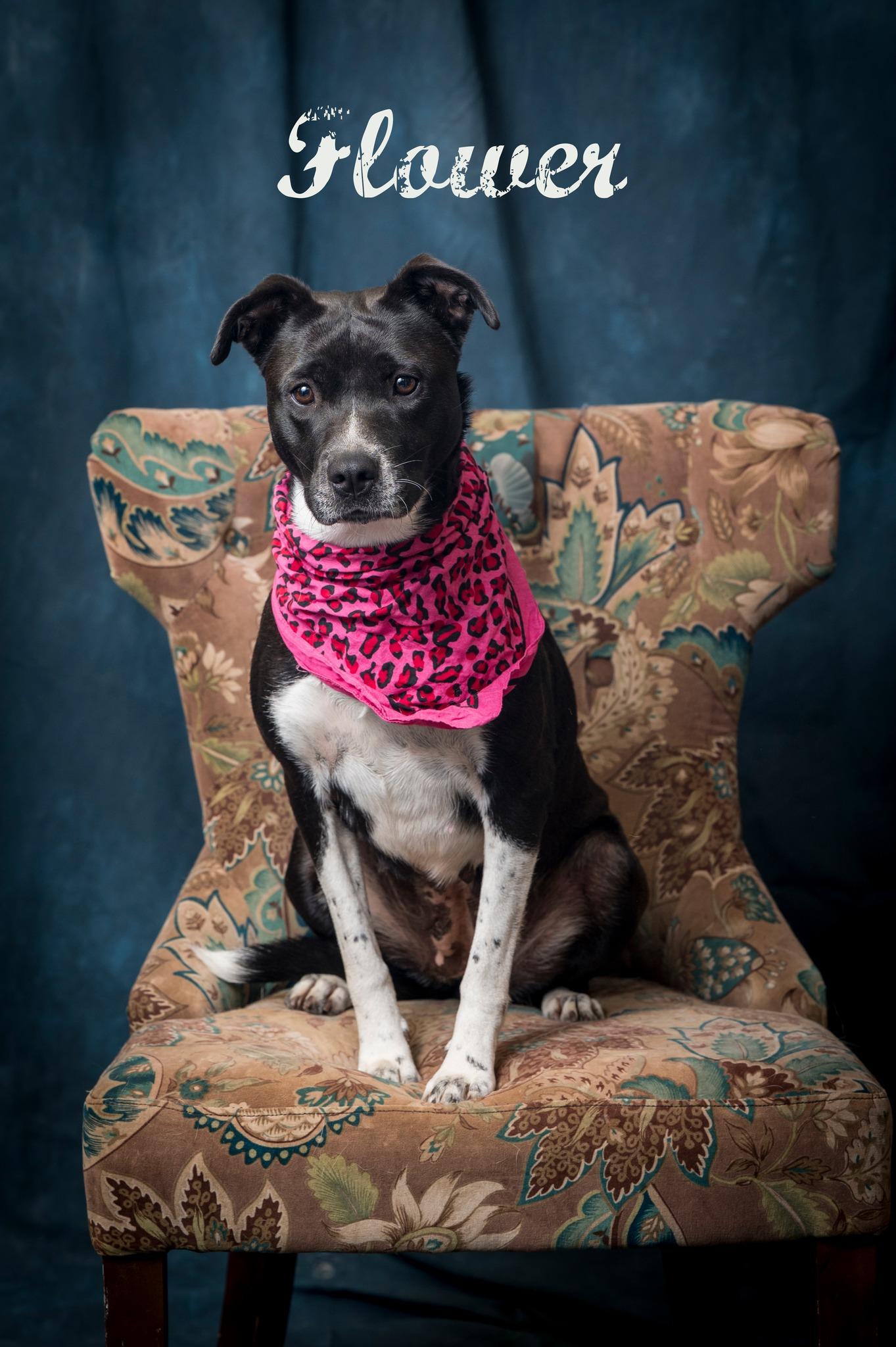 Flower, a Adoptable Mixed Breed in North Myrtle Beach, SC image 2/6