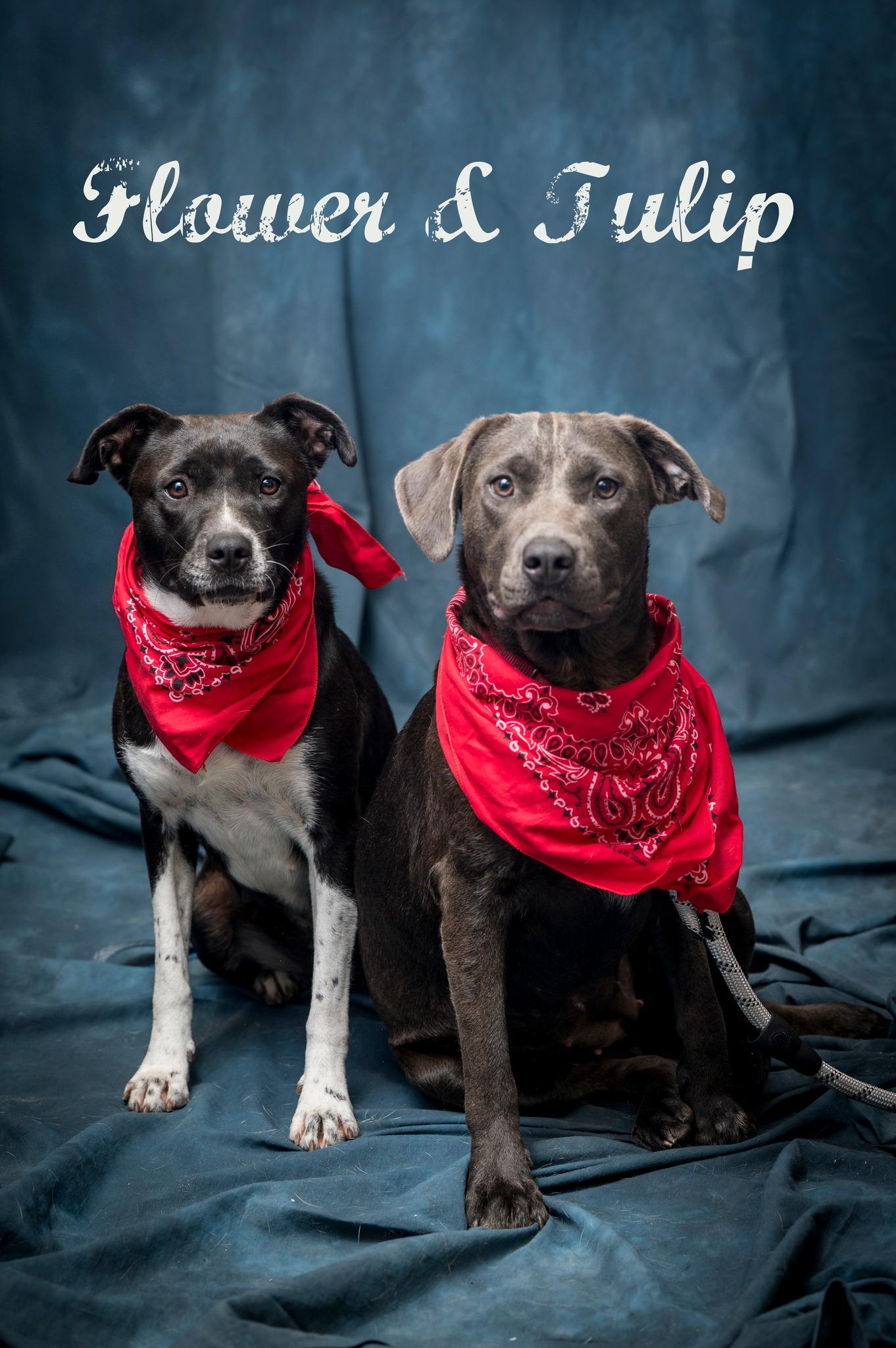 Flower, a Adoptable Mixed Breed in North Myrtle Beach, SC image 6/6