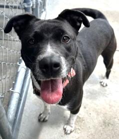 Flower, a Adoptable Mixed Breed in North Myrtle Beach, SC image 4/6