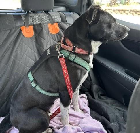 Flower, a Adoptable Mixed Breed in North Myrtle Beach, SC image 3/6