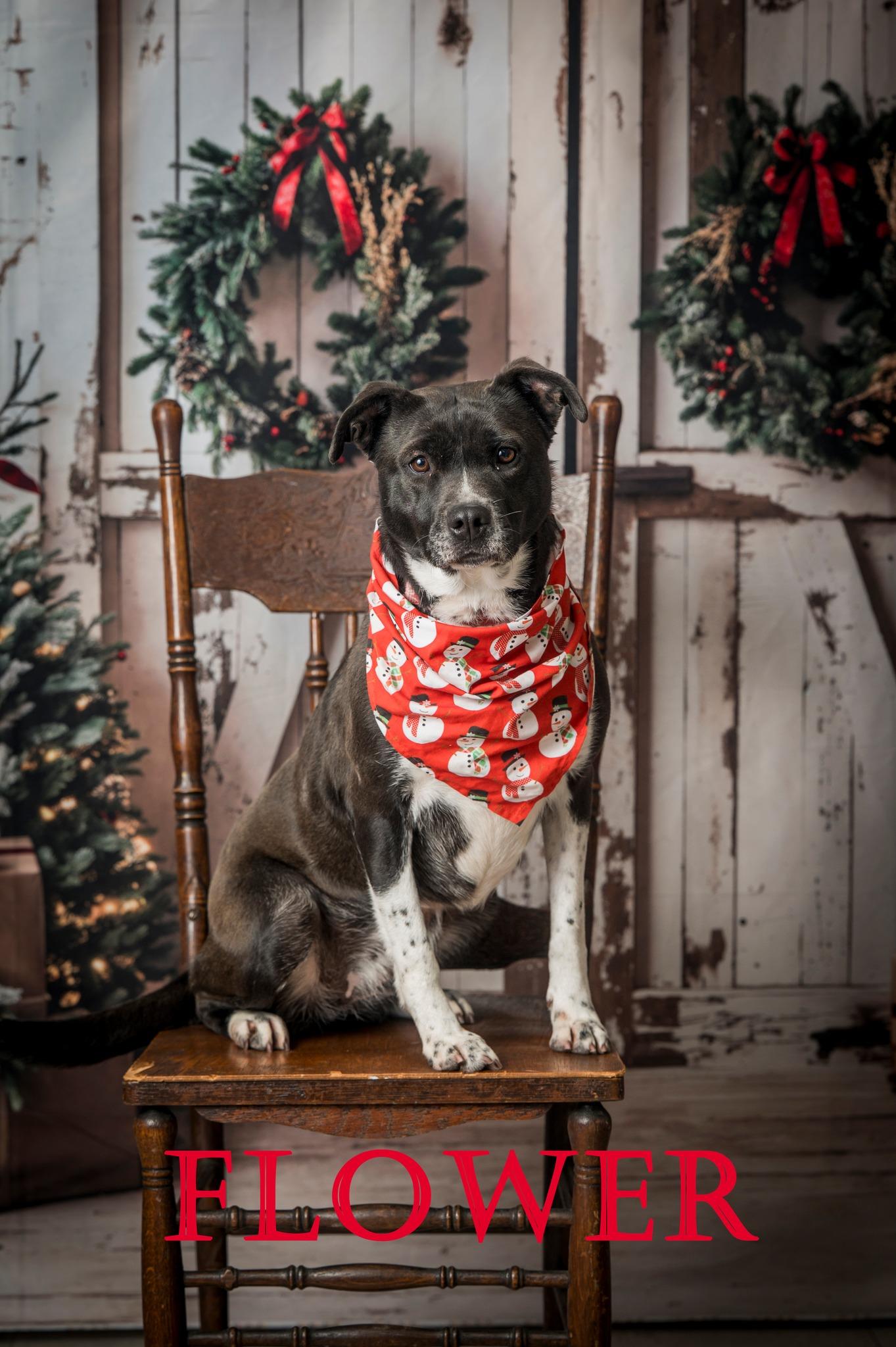 Flower, Adoptable, Adult Female Mixed Breed.