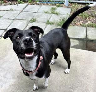 Flower, a Adoptable Mixed Breed in North Myrtle Beach, SC image 5/6