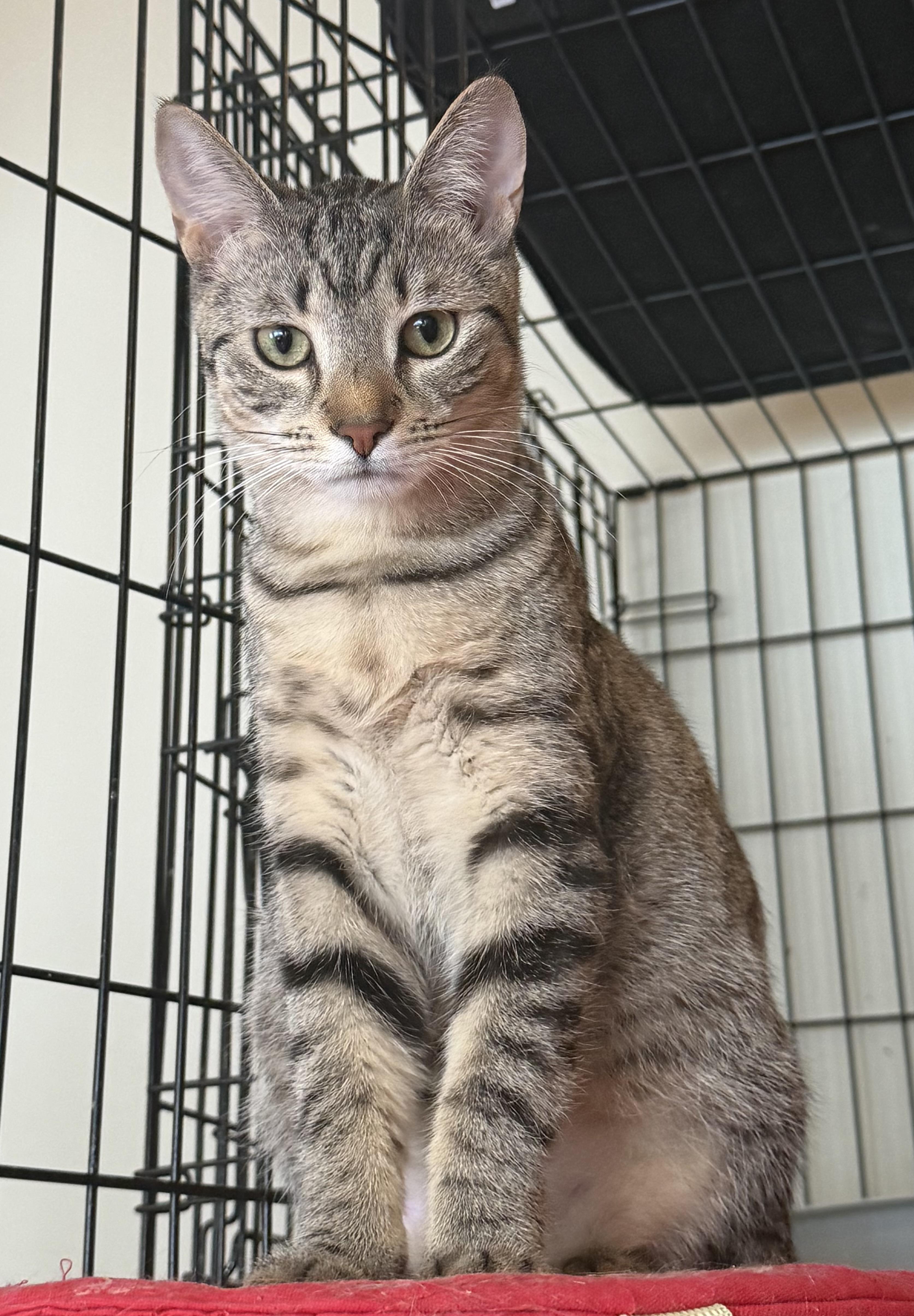 Talia, a ADOPTABLE Domestic Short Hair in Williamsville, NY image 2/2