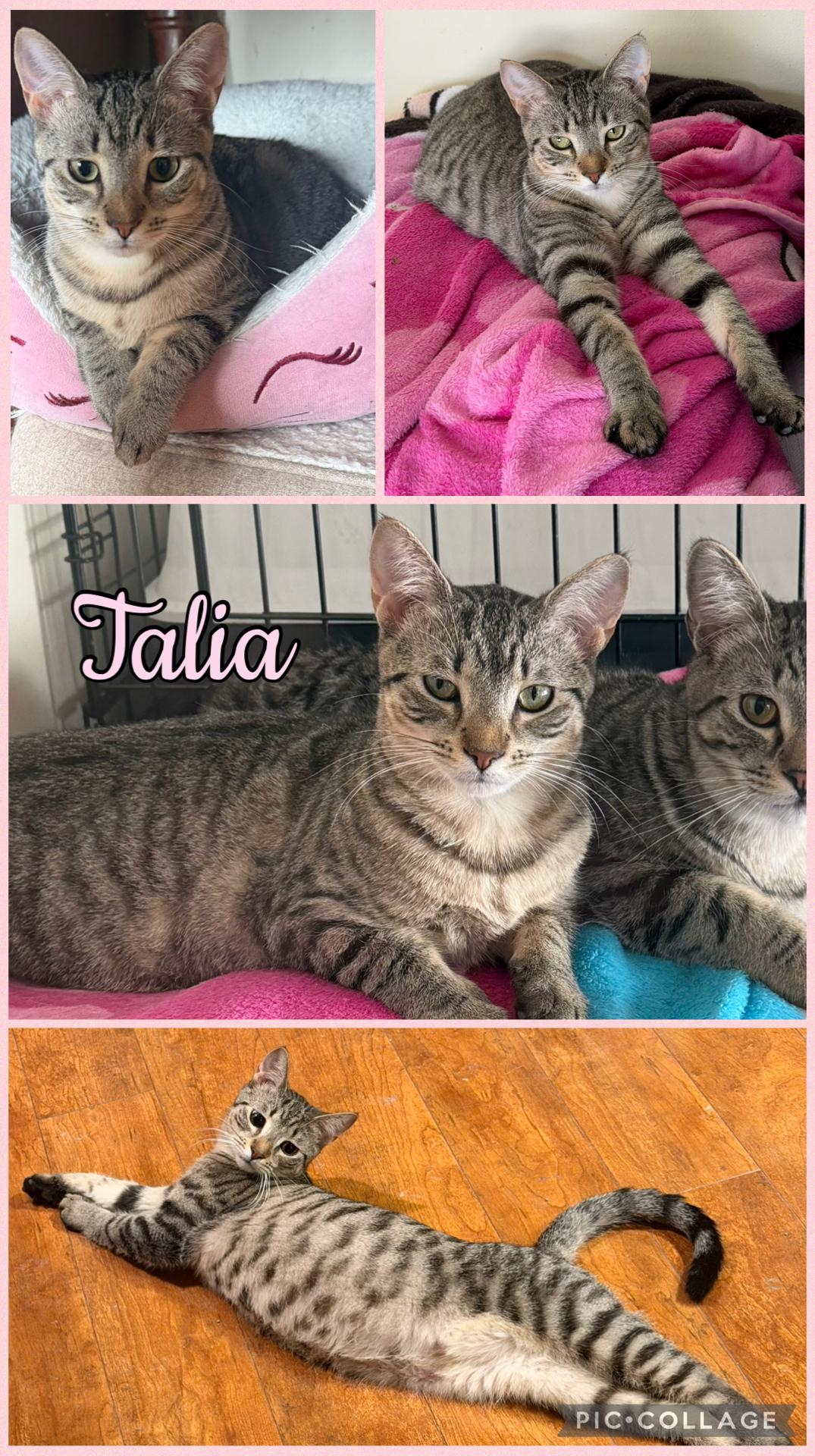 Talia, ADOPTABLE, Kitten Female Domestic Short Hair.