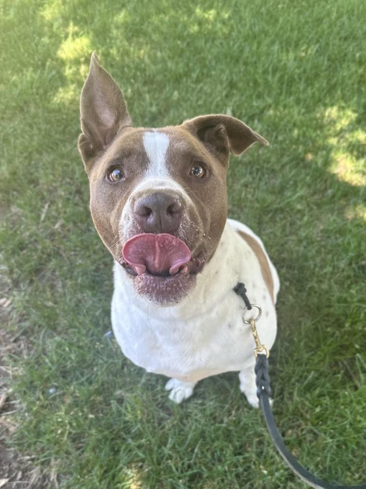 Enlarge Turner, a Adopted mixed breed in Littleton, CO image 1/6