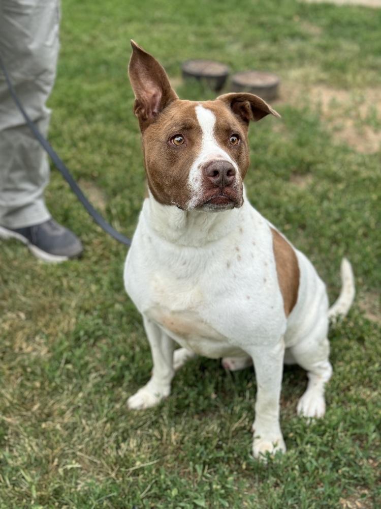 Enlarge Turner, a Adopted mixed breed in Littleton, CO image 2/6