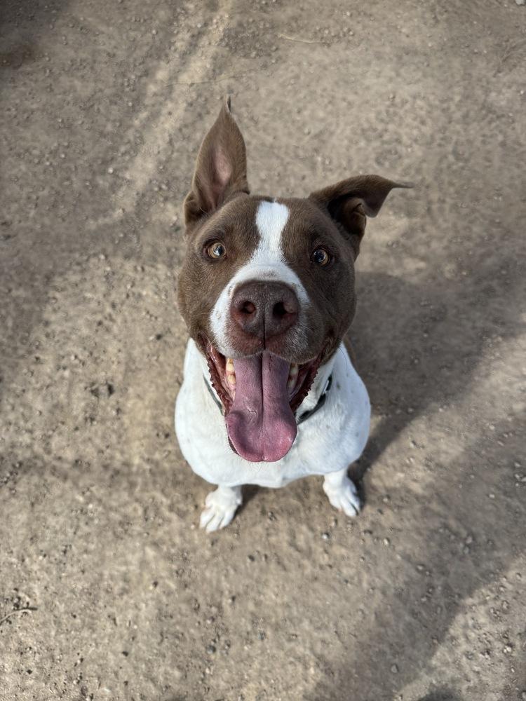 Enlarge Turner, a Adopted mixed breed in Littleton, CO image 3/6