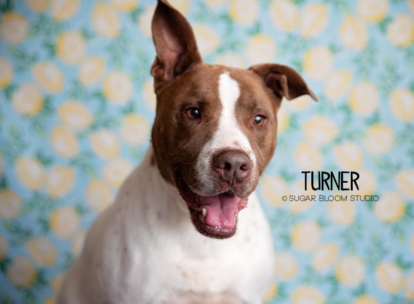 Enlarge Turner, a Adopted mixed breed in Littleton, CO image 4/6