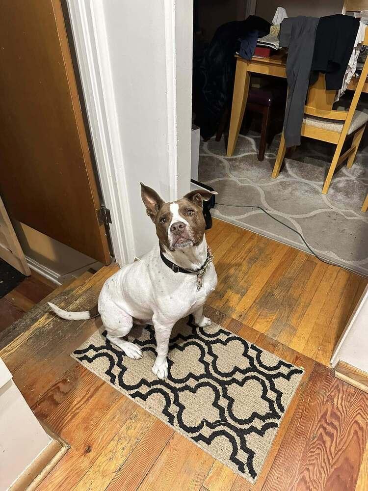 Enlarge Turner, a Adopted mixed breed in Littleton, CO image 5/6