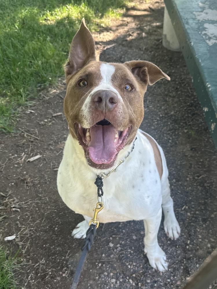 Enlarge Turner, a Adopted mixed breed in Littleton, CO image 6/6