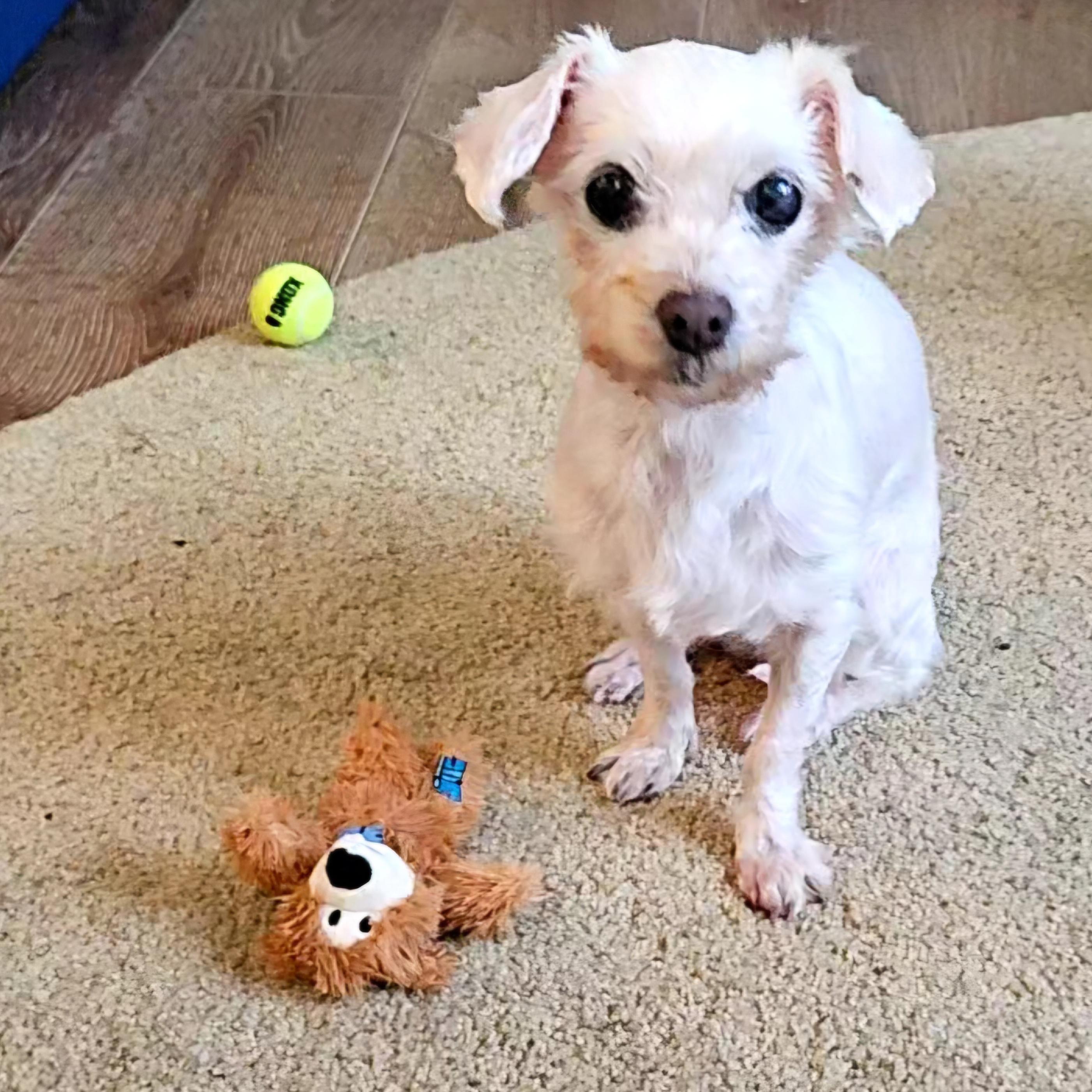 Enlarge Lovely and Loveable Lucy, a Adoptable Maltipoo in Carlsbad, CA image 2/4