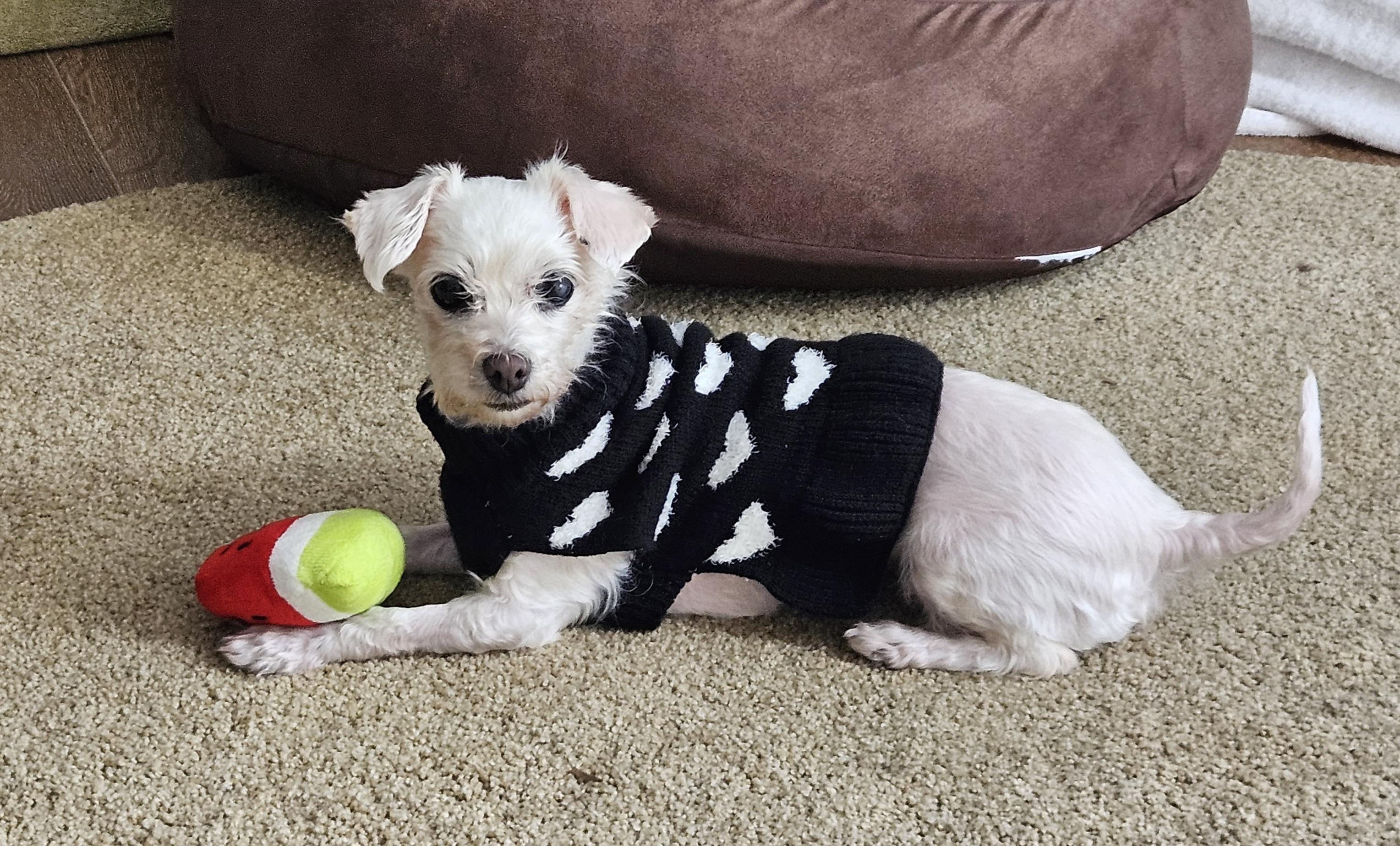 Enlarge Lovely and Loveable Lucy, a Adoptable Maltipoo in Carlsbad, CA image 1/4