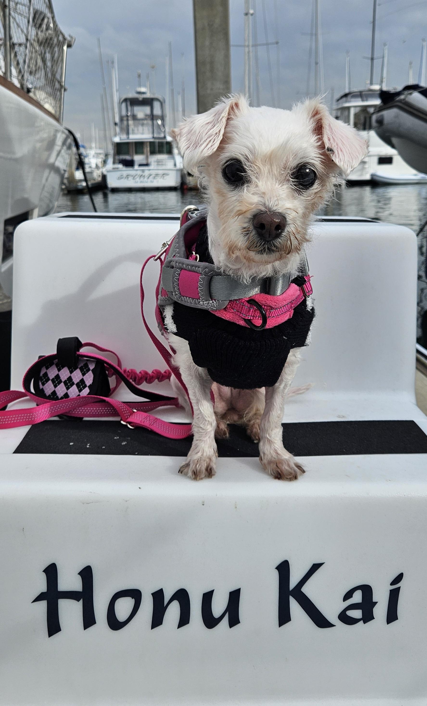 Enlarge Lovely and Loveable Lucy, a Adoptable Maltipoo in Carlsbad, CA image 4/4