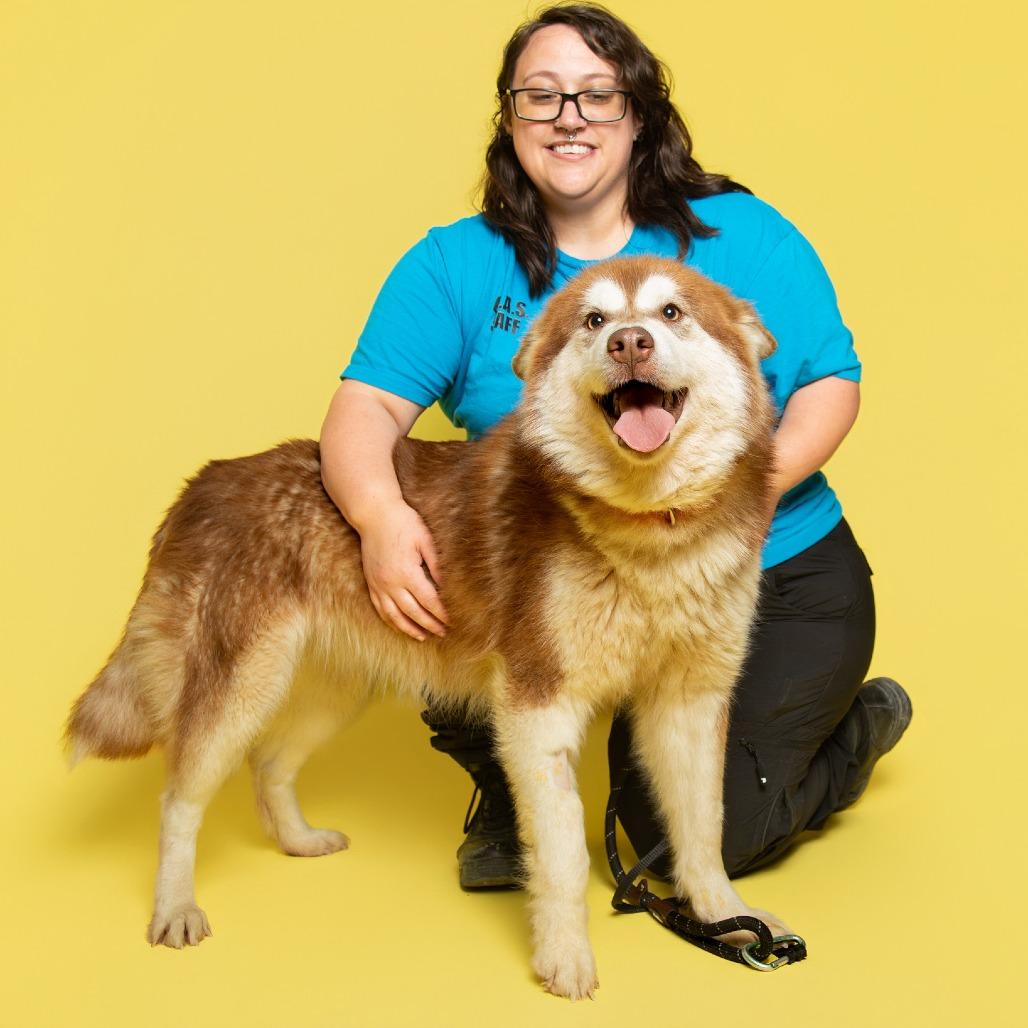 Enlarge Shenzi/ Shirley, a Adoptable Mixed Breed in Batavia, OH image 3/6