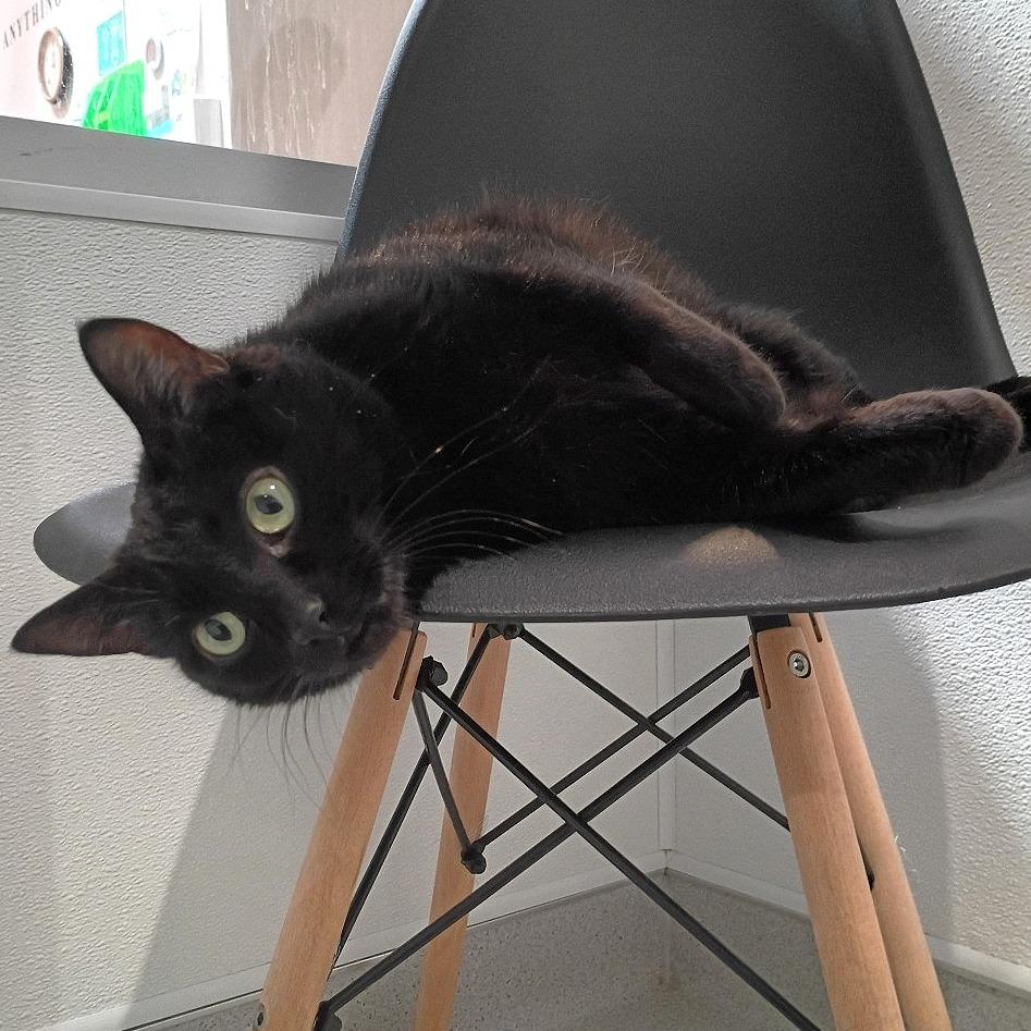 Enlarge Azalea, a Adoptable Domestic Short Hair in Murray, UT image 1/5