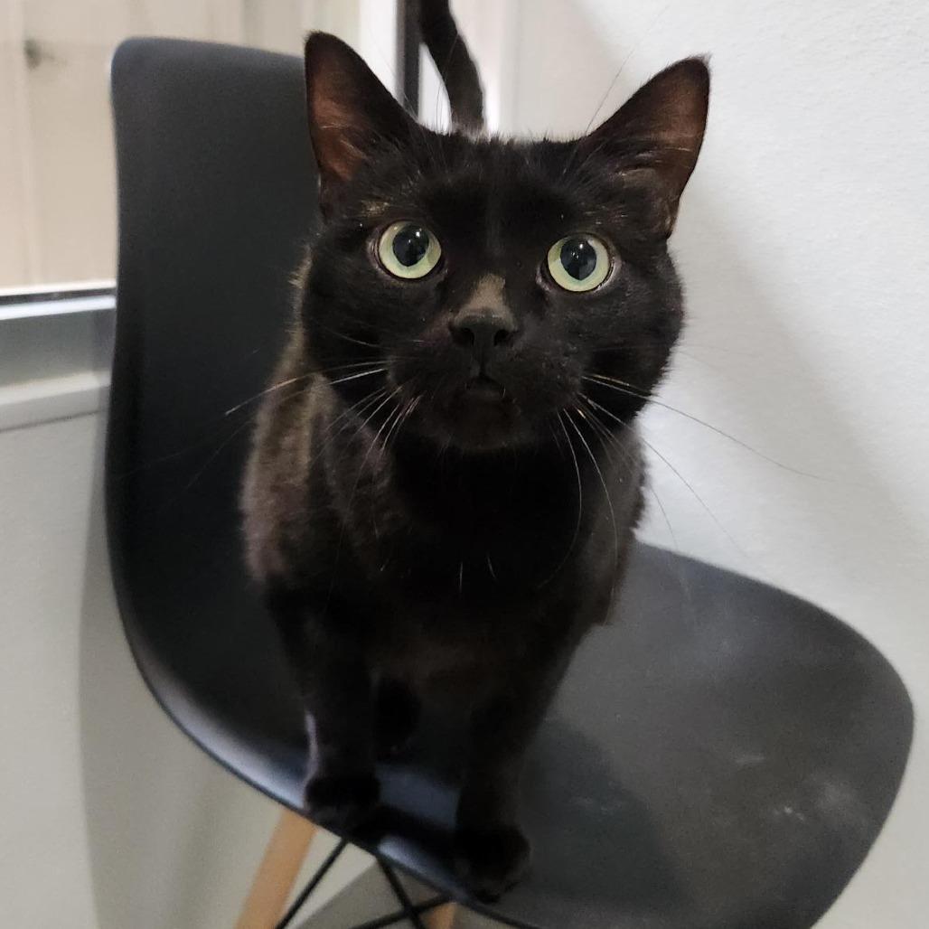 Talulah, Adoptable, Adult Female Domestic Short Hair.