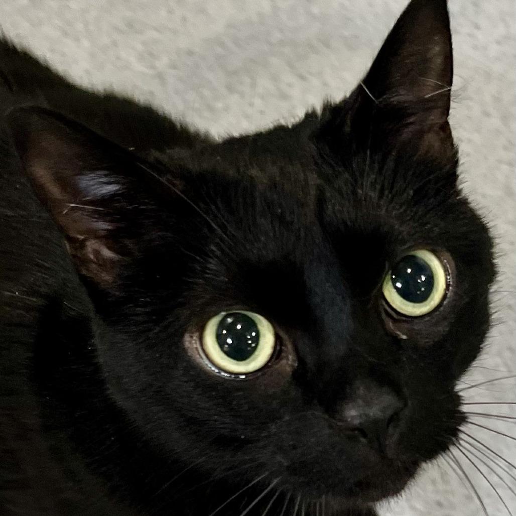 Enlarge Talulah, a Adoptable Domestic Short Hair in Murray, UT image 2/4