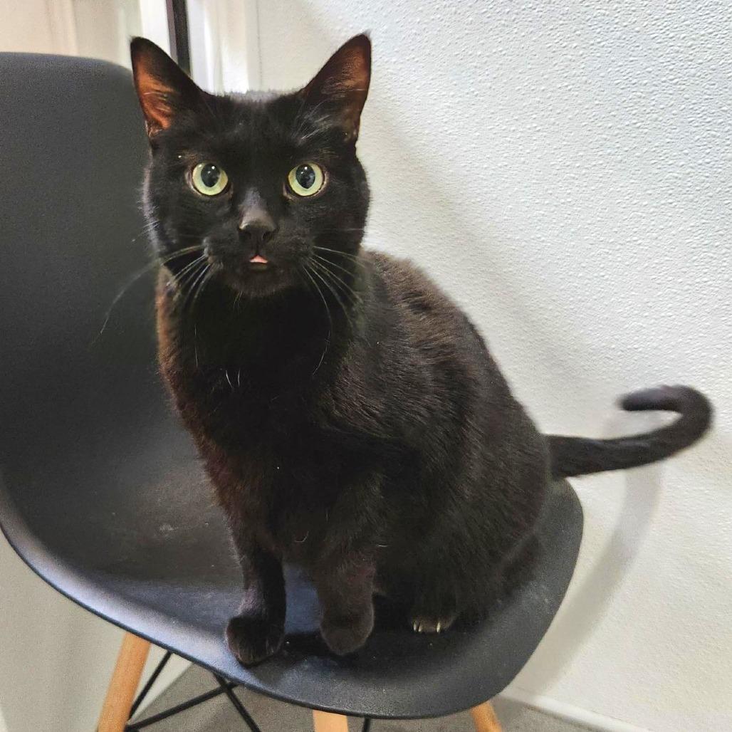 Enlarge Talulah, a Adoptable Domestic Short Hair in Murray, UT image 3/4