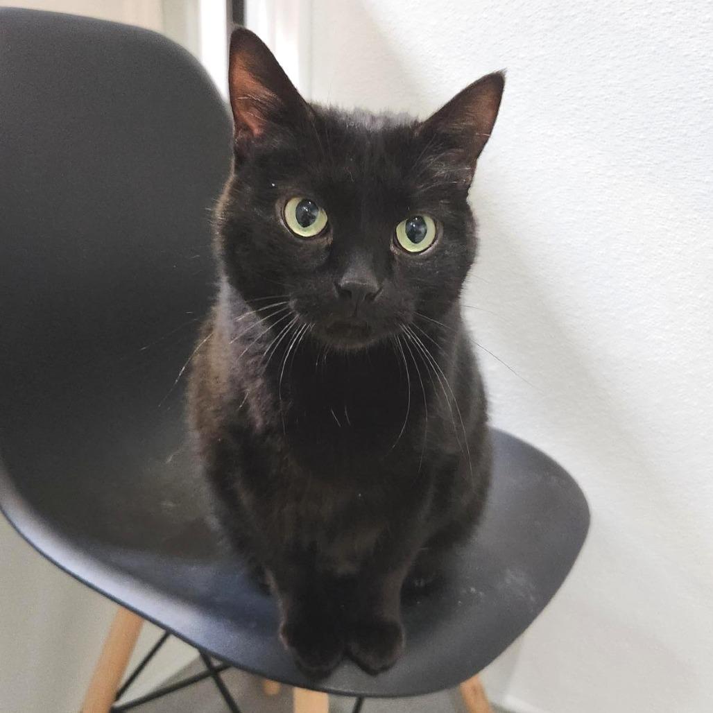 Enlarge Talulah, a Adoptable Domestic Short Hair in Murray, UT image 4/4