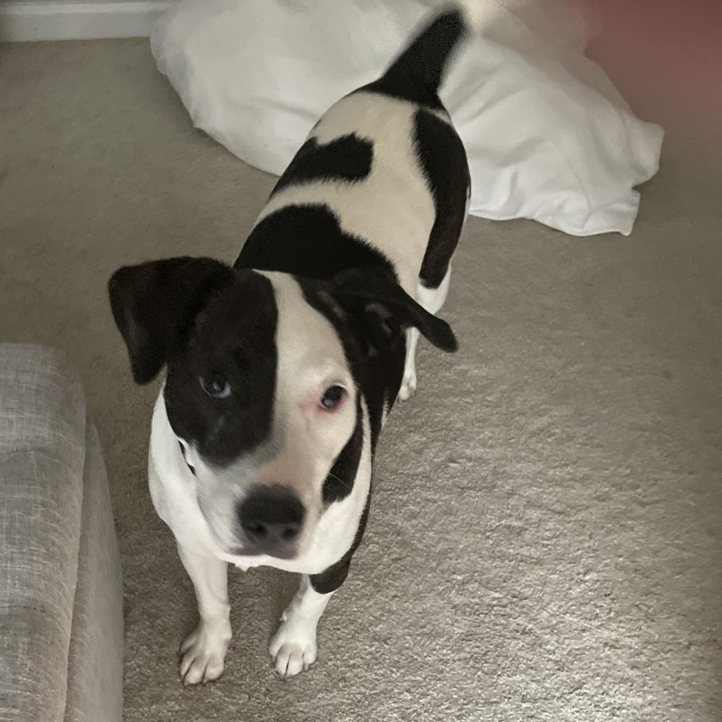 Hazel, Adoptable, Adult Female Mixed Breed.