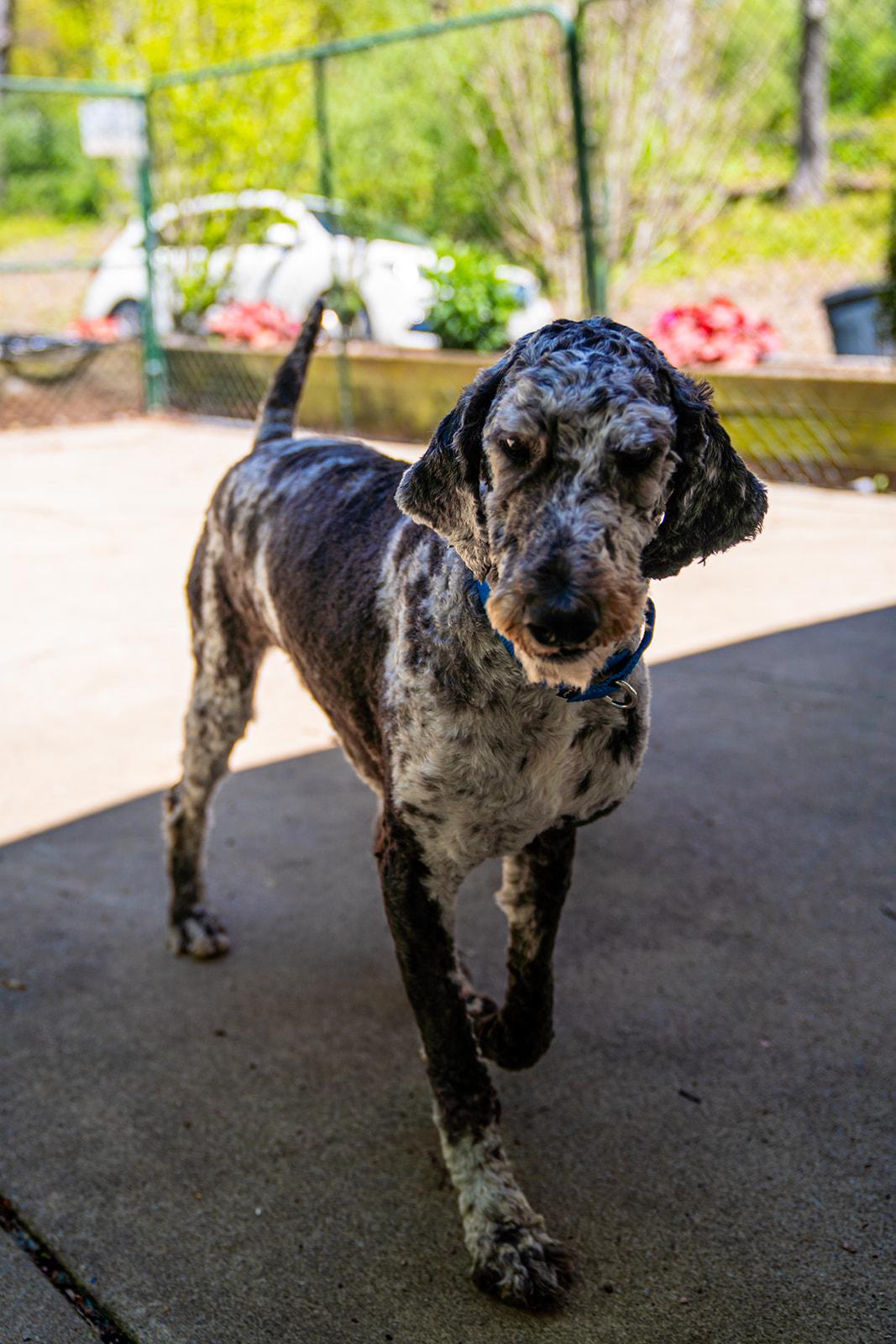Park Ranger Trout, a ADOPTABLE mixed breed in Dellslow, WV image 6/6