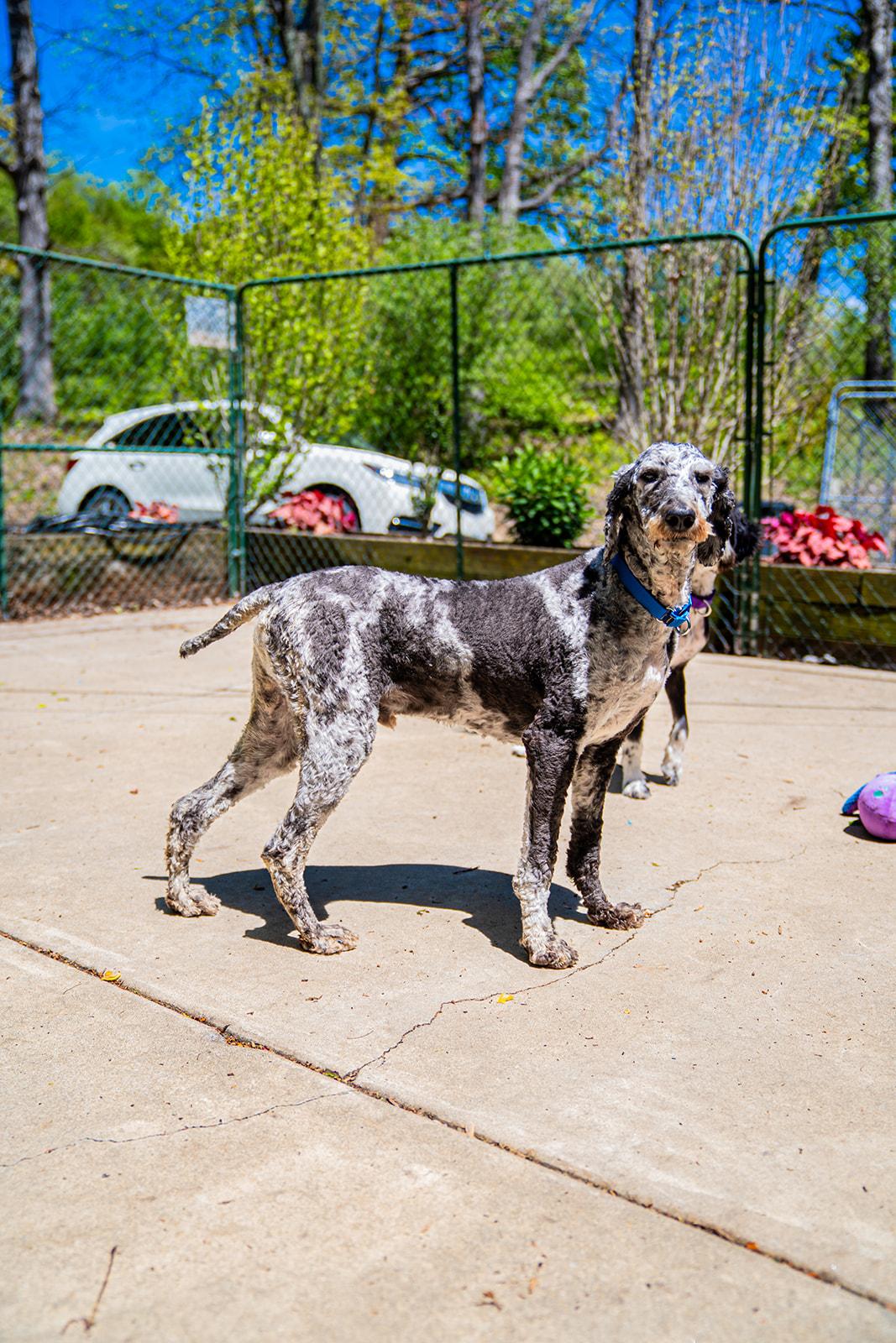Park Ranger Trout, a ADOPTABLE mixed breed in Dellslow, WV image 2/6
