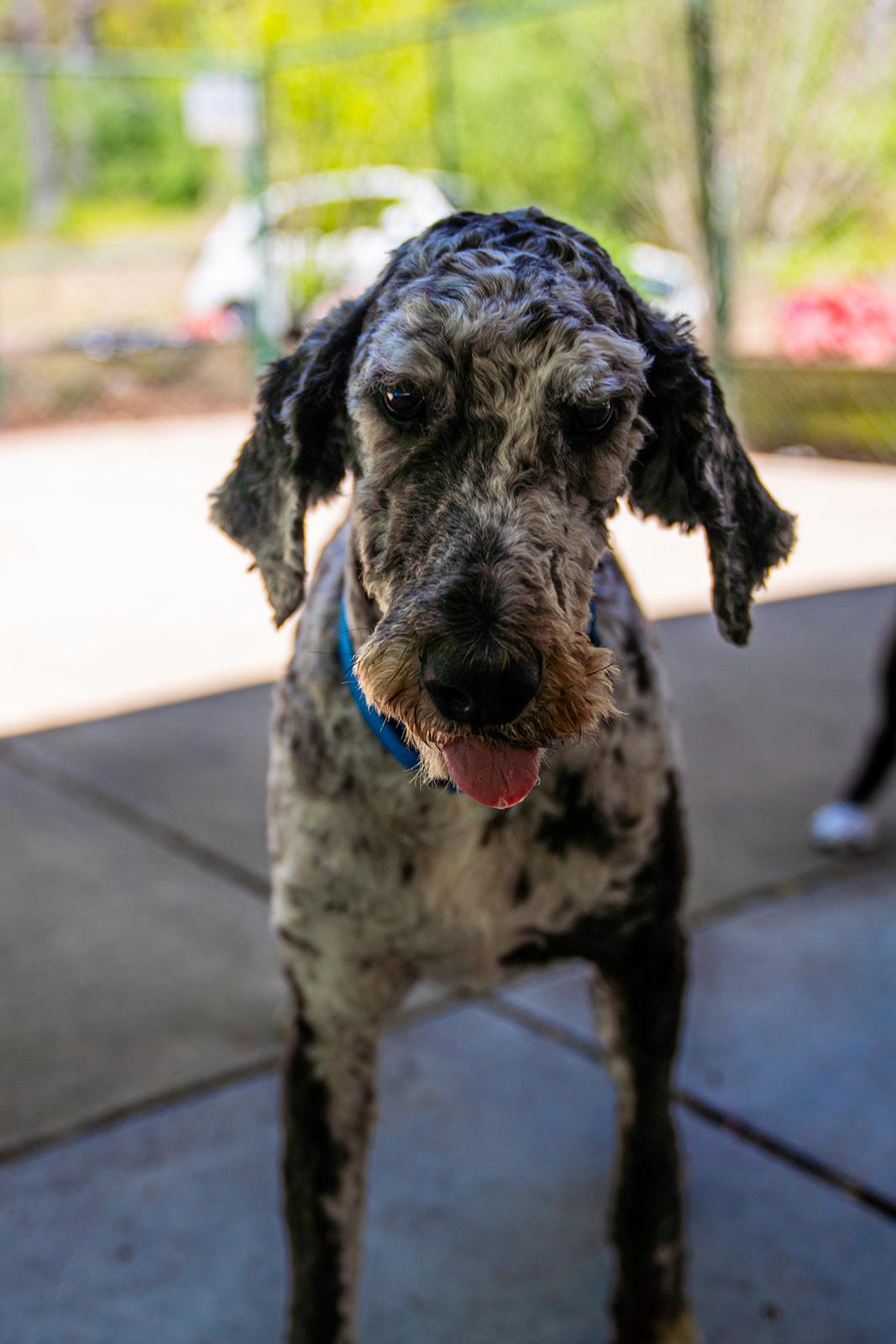 Park Ranger Trout, a ADOPTABLE mixed breed in Dellslow, WV image 5/6
