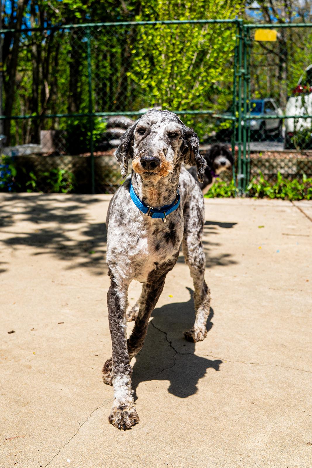 Park Ranger Trout, a ADOPTABLE mixed breed in Dellslow, WV image 3/6