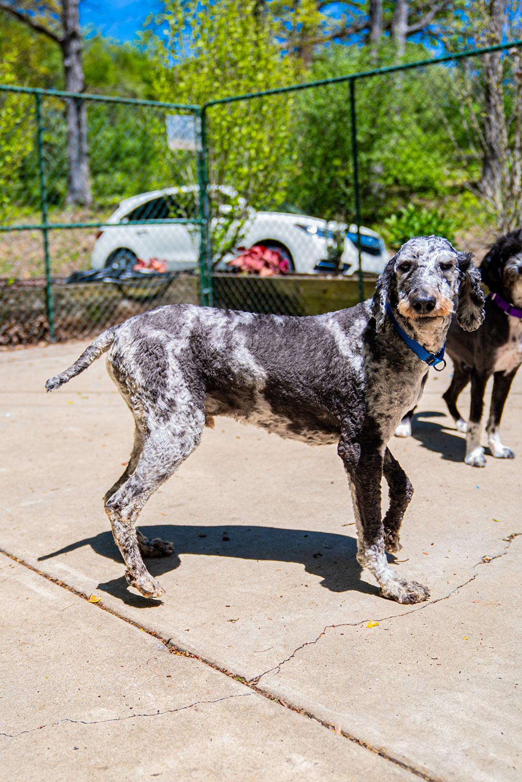 Park Ranger Trout, a ADOPTABLE mixed breed in Dellslow, WV image 1/6