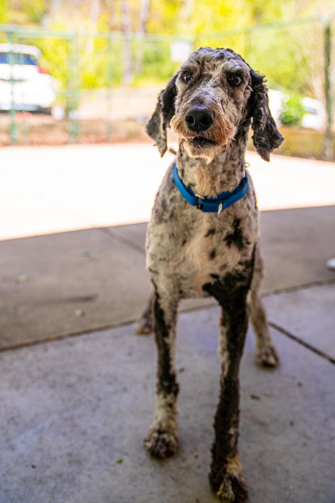 Park Ranger Trout, a ADOPTABLE mixed breed in Dellslow, WV image 4/6