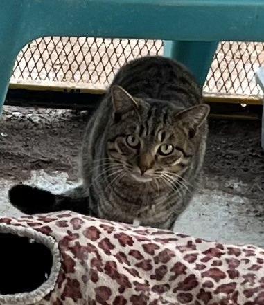 Enlarge Monster, a ADOPTABLE Tabby in Deming, NM image 1/1